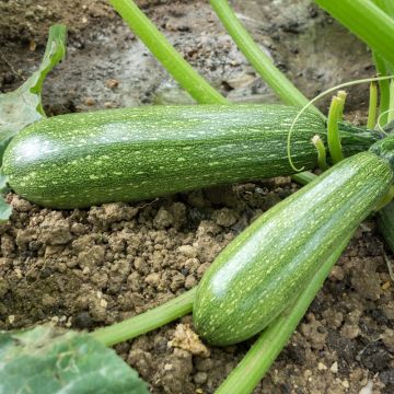 Courgette BELOR