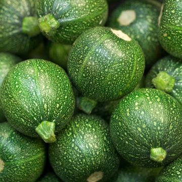 Courgette de Nice à fruit rond