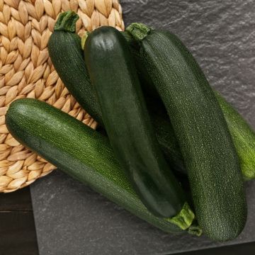 Courgette verte noire maraîchère