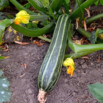 Courgette non coureuse d'Italie