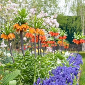 Couronne Impériale Orange