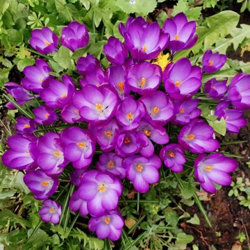 Crocus botanique Ruby Giant