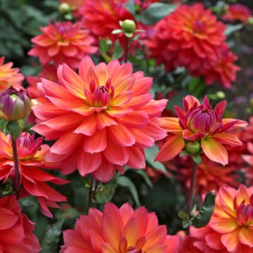 Dahlia nain décoratif Firepot