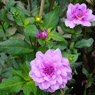 Dahlia décoratif Méditerranée