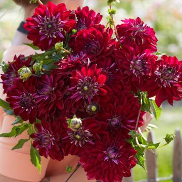 Dahlia décoratif Erna Panzer