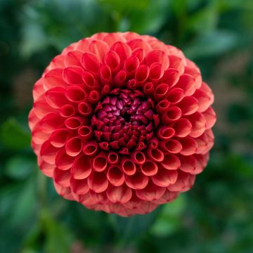 Dahlia balle Brown Sugar