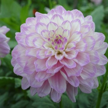 Dahlia Genova