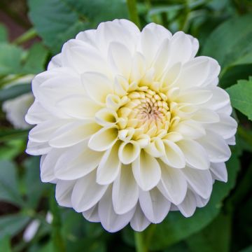 Dahlia balle Polar Ice