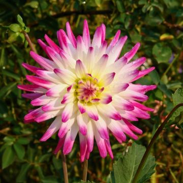 Dahlia cactus Hayley Jane