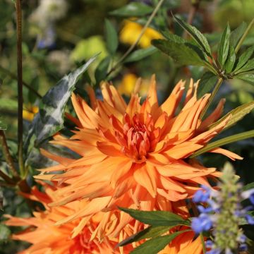 Dahlia cactus Ludwig Helfert
