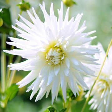Dahlia cactus My Love