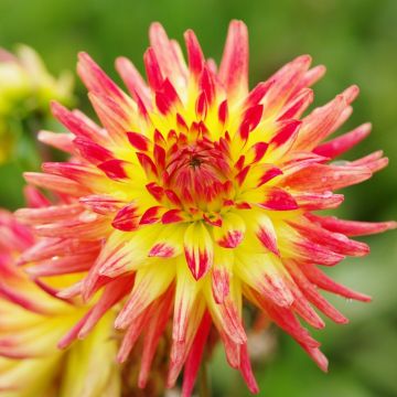 Dahlia Oiseau de Feu