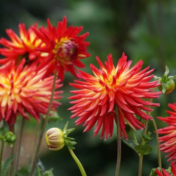 Dahlia cactus à grandes fleurs Bora Bora