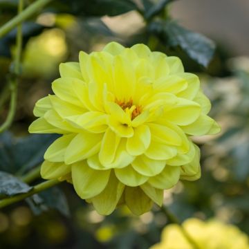 Dahlia décoratif Glory of Heemstede