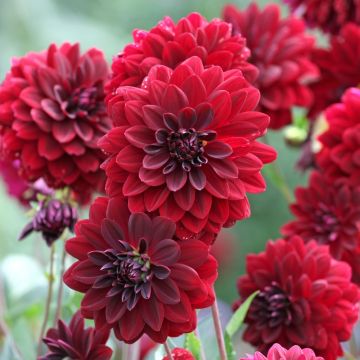 Dahlia décoratif Arabian Night