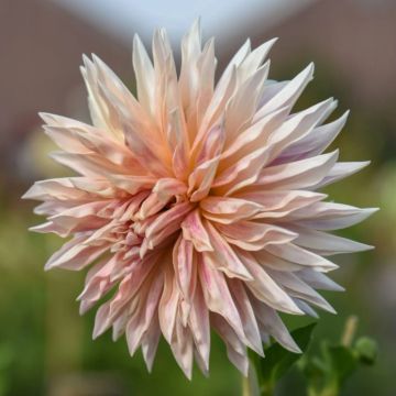 Dahlia semi cactus Café de Paris