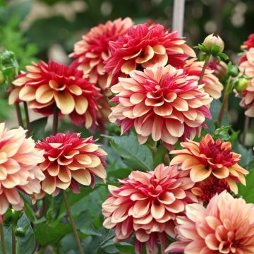 Dahlia décoratif Crème de Cognac