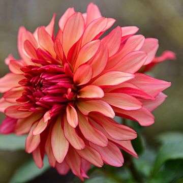 Dahlia décoratif Erna Panzer