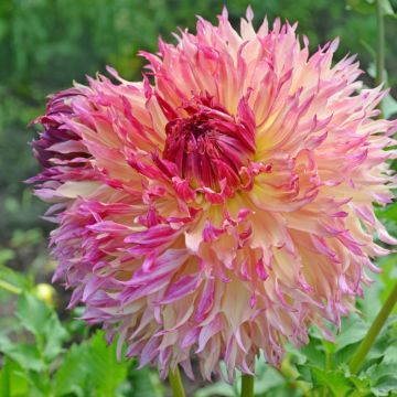 Dahlia Géant Myrtle's Folly