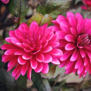 Dahlia décoratif Purple Flame