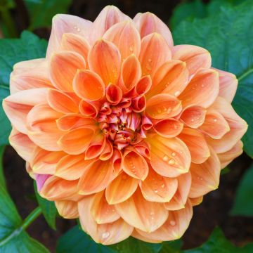 Dahlia décoratif Rancho