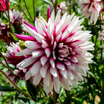 Dahlia décoratif Rebecca's World