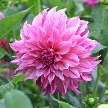 Dahlia géant Café Au Lait Royal 