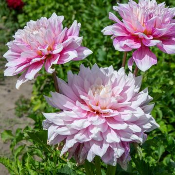 Dahlia décoratif géant Gitt's Perfection