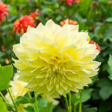 Dahlia Kelvin Floodlight