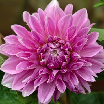 Dahlia géant Lavender Perfection