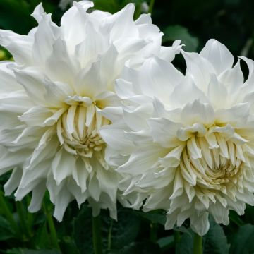 Dahlia décoratif géant White Perfection