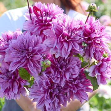 Dahlia géant Nikolas Tesla