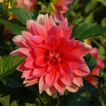 Dahlia nain Berliner Kleene