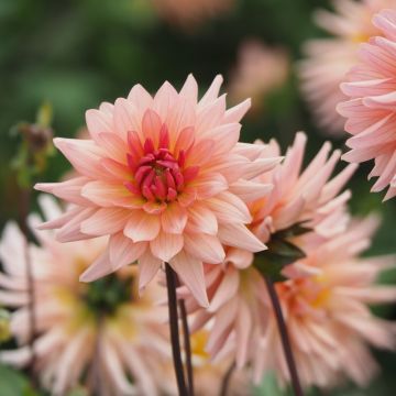 Dahlia Gallery Leonardo