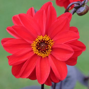 Dahlia Bishop of Llandaff
