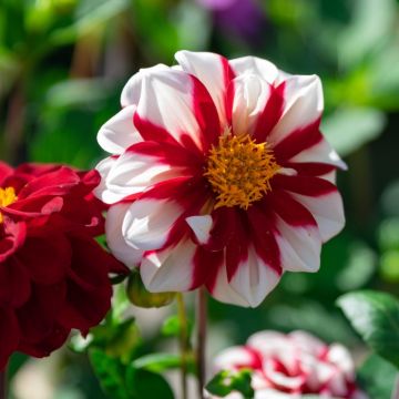 Dahlia paysage Fire and Ice