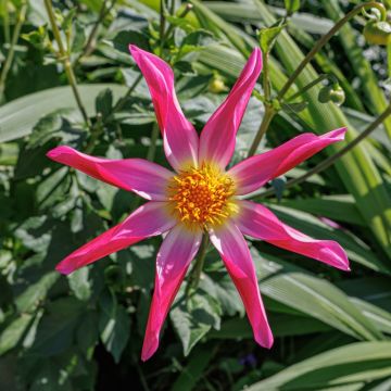 Dahlia Honka Pink