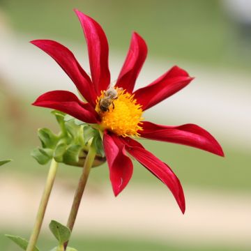 Dahlia Honka Red