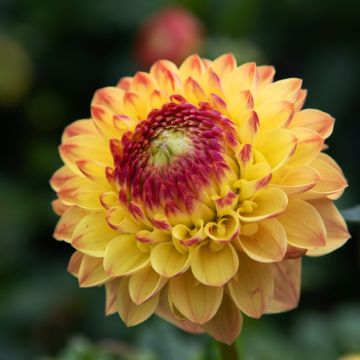 Dahlia Sunny Boy