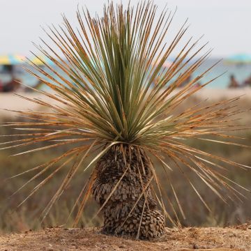 Dasylirion longissimum