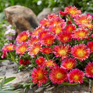 Delosperma Wheels of Wonder Orange