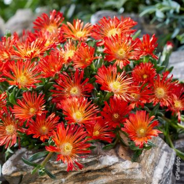 Delosperma Wheels of Wonder Orange