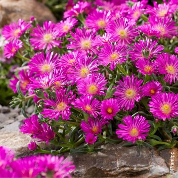 Delosperma Wheels of Wonder Orange