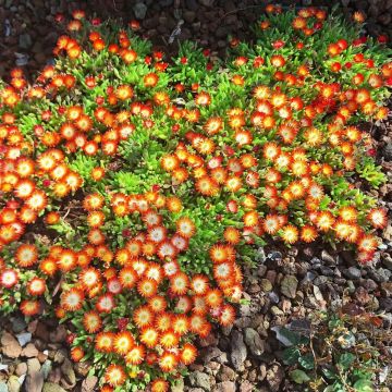 Delosperma Wheels of Wonder Fire