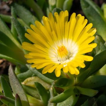 Delosperma Wheels of Wonder Golden - Délosperme