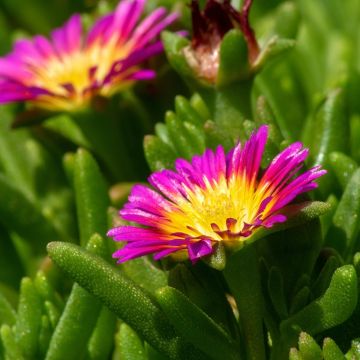 Delosperma Wheels of Wonder Hot Pink
