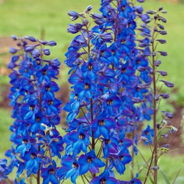 Delphinium Pacific Black Knight, Pied d Alouette