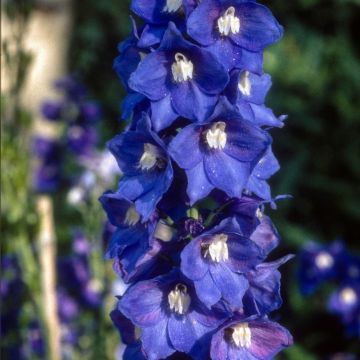 Delphinium Pacific Blue Bird - Pied d'Alouette vivace