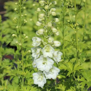 Delphinium Pacific Galahad