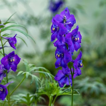 Delphinium bell. Bellamosum, Pied d'Alouette